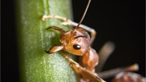 Here are the effects of a bite from the fire ant, an insect that is arriving in Europe