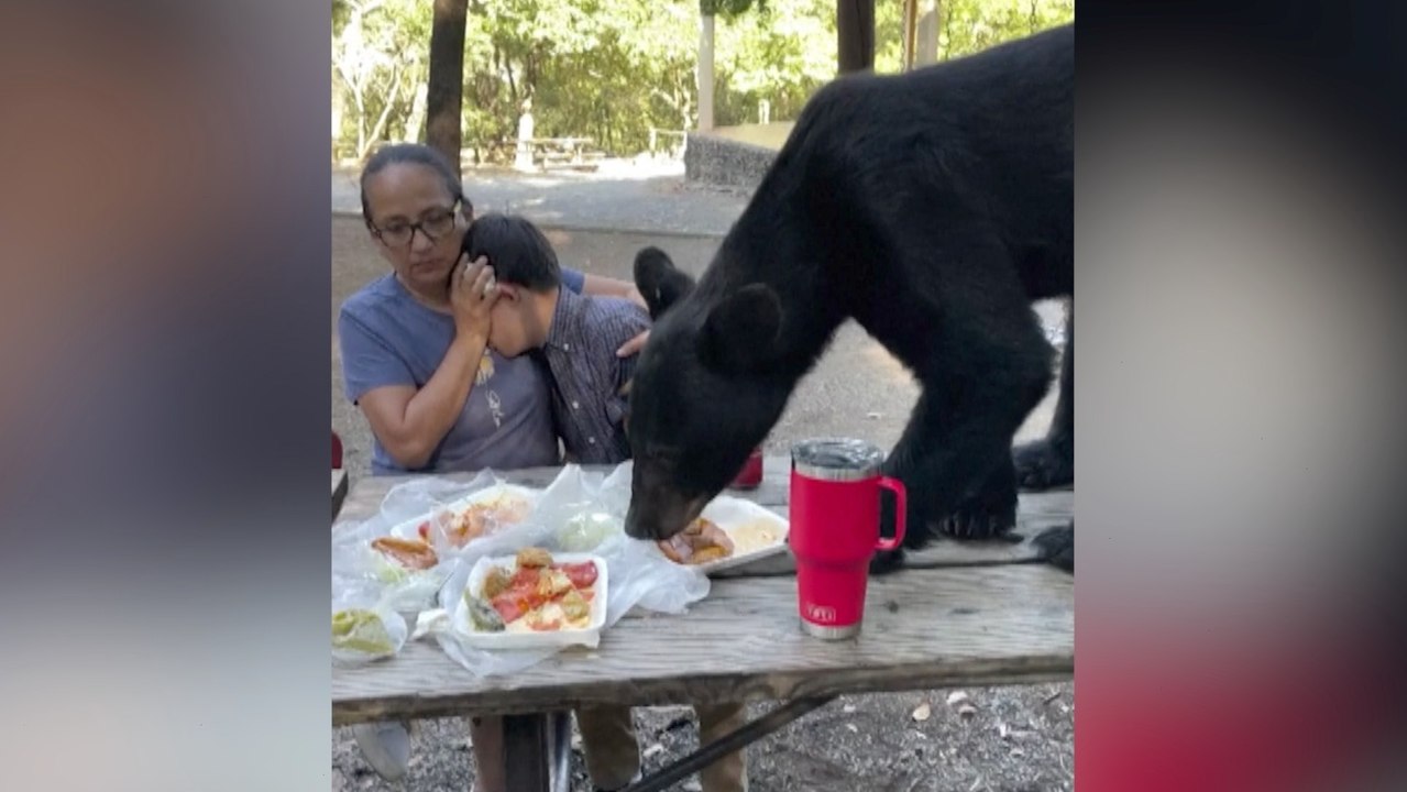 Mexican Family Freezes When Black Bear Feasts on Their Tacos