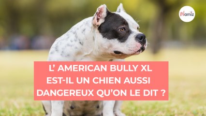 American Bully XL : ils souhaitent interdire cette race de chien d'ici la fin de l'année