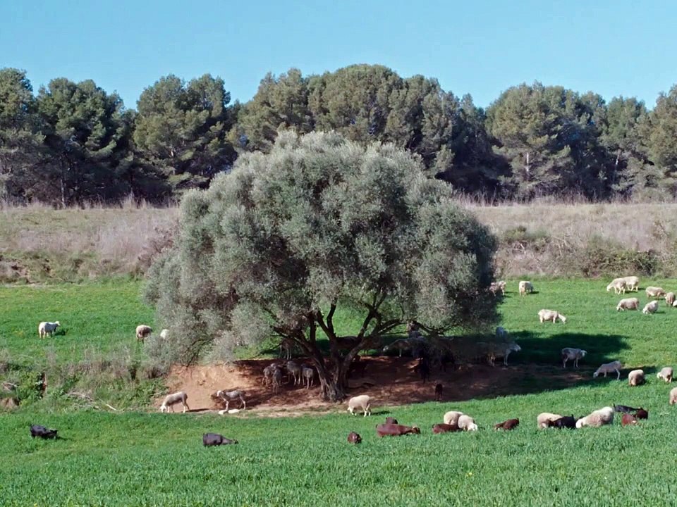 Fauna Tráiler