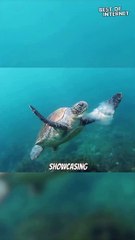 Nature's Underwater Spectacle: Turtle Dining on a Jellyfish || Best of Internet