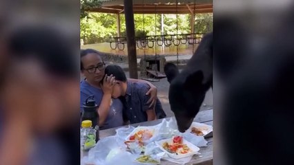 ext-oso-sorprende-a-familia-en-mexico-270923