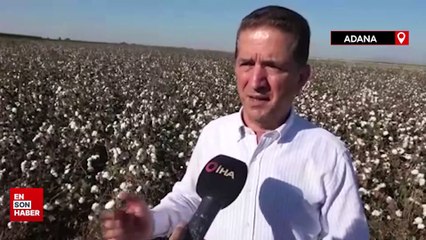Adana'da bir zamanların pamuk diyarı artık tropikal ürünlerle anılıyor