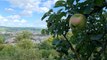 Otley Chevin Orchard Project