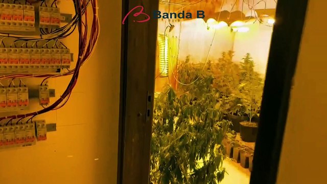 Quarteto é preso com pés de maconha e 20 mil comprimidos de ecstasy