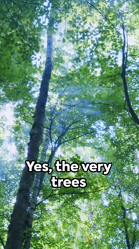 Green Solution: Can Trees Halt Global Warming