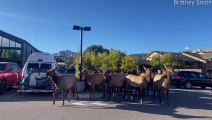 Un troupeau d'élans traverse le parking Starbucks