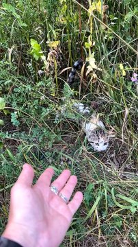 Woman Rescues Two Sweet Kittens From Roadside