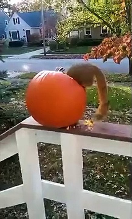 Un écureuil surpris en train de voler une citrouille-lanterne à Halloween