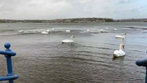 Swans at Pembroke Dock, undisturbed by Storm Agnes or the monster overlooking them from the dockyard!