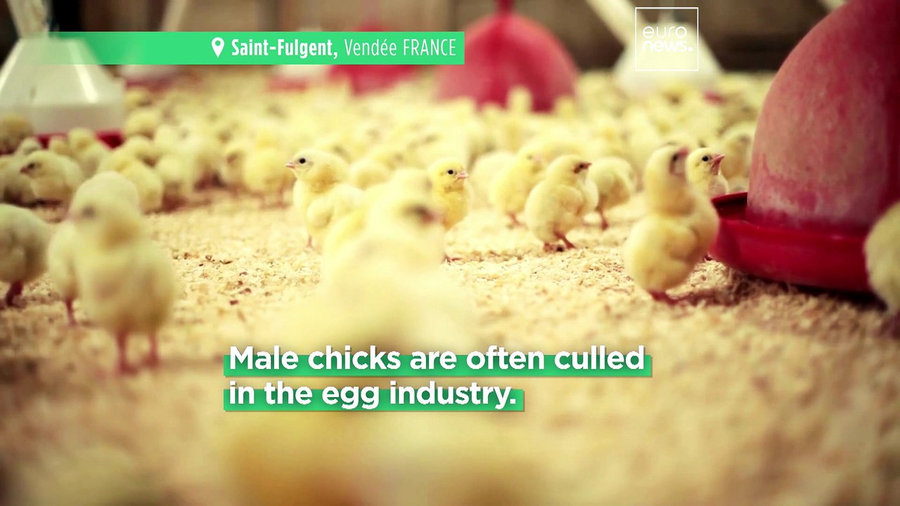 ‘Crushing animals is an aberration’: Tech is saving male chicks from being killed by egg industry - video Dailymotion