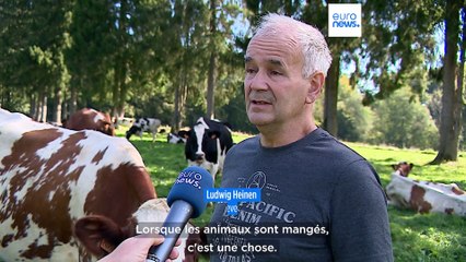 La difficile cohabitation avec les loups en Belgique