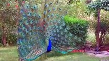 Beautiful Peacock Dancing | Best Nature Beauty | Peaceful View