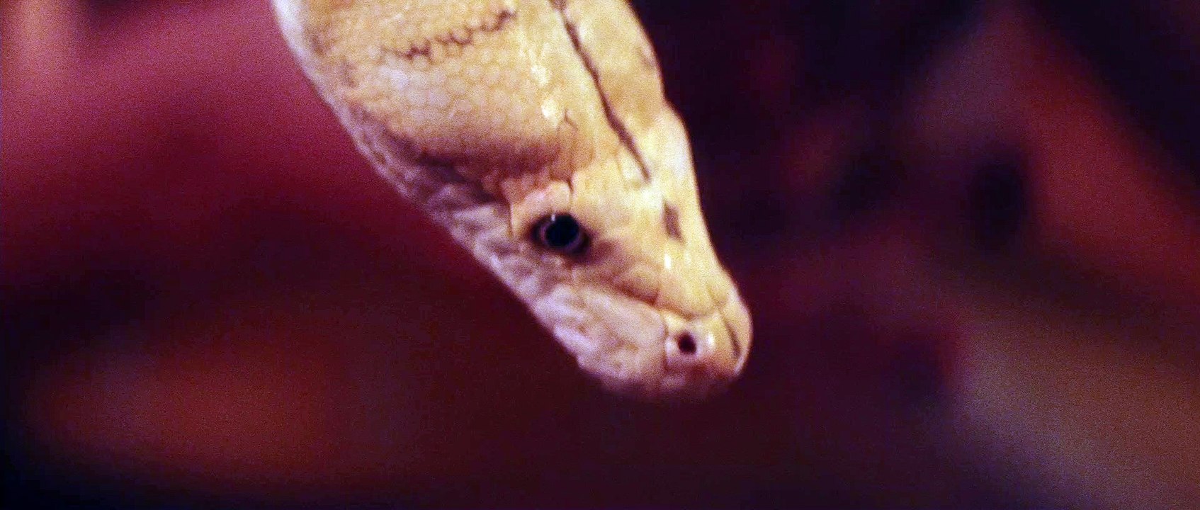 snake girl