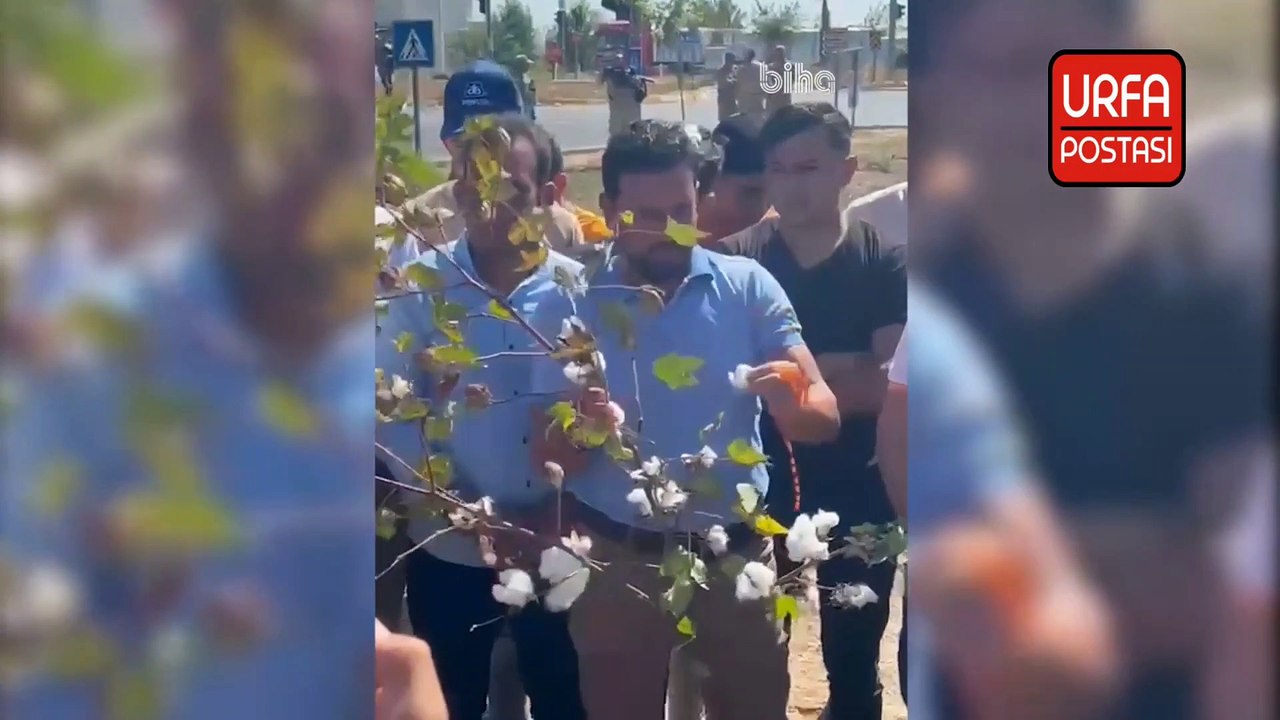 Ülkenin en önemli pamuk üretim merkezi olan Şanlıurfa'da çiftçiler isyanda