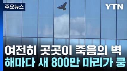 해마다 새 800만 마리가 ‘쿵'...여전히 곳곳이 죽음의 벽 / YTN
