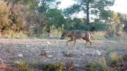 La única pareja conocida de loba ibérica con lobo italiano vive en Aragón