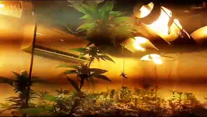 Casa de praia é flagrada com estufa de maconha em SC