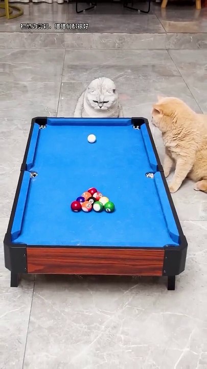 Ce chat est le meilleur joueur de billard du monde (Vidéo) !