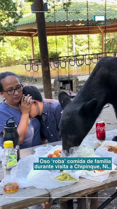 Oso sorprende a familia y se roba sus tacos, en Monterrey