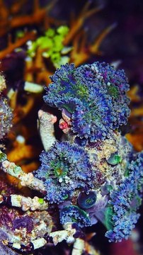 Crabes camouflés de couleurs vives