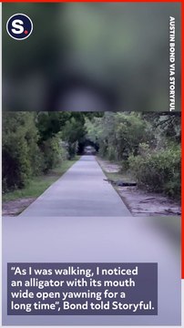 Man Encounters Alligator on Evening Walk in South Carolina