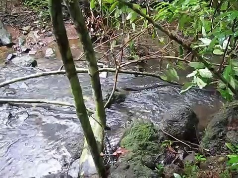 Un cobra royal capture et dévore une vipère... Sans pitié