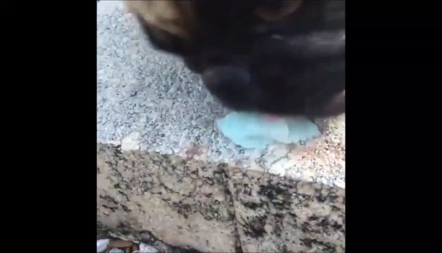 Quand ton chien adore les papillons... miam