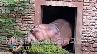 Un hippopotame chasse son soigneur au zoo... flippant