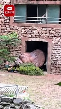 Un hippopotame chasse son soigneur au zoo... flippant