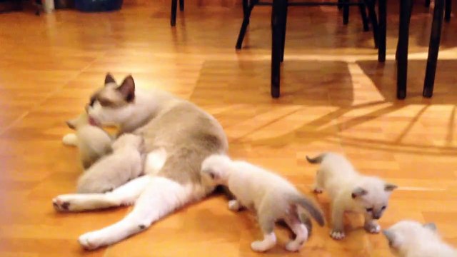 Anatomía y fisiología básica de los gatos ‐ Hecho con Clipchamp