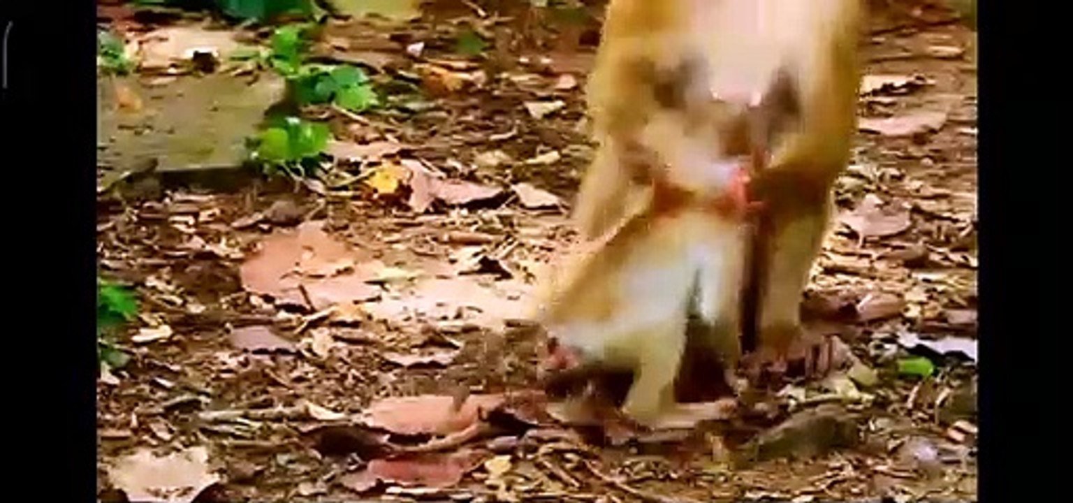 (Tổng hợp). Những chú khỉ con không được khỉ mẹ ''che chở & bảo vệ. Monkeys A08