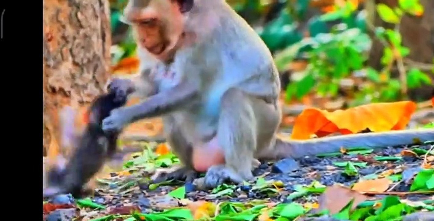 (Tổng hợp). Những chú khỉ con không được khỉ mẹ ''che chở & bảo vệ. Monkeys A07