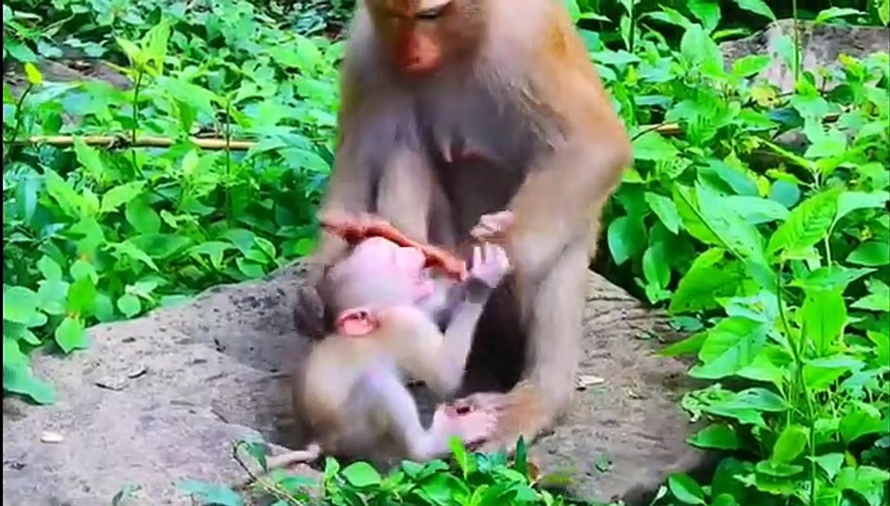(Tổng hợp). Những chú khỉ con không được khỉ mẹ ''che chở & bảo vệ  Monkeys A06