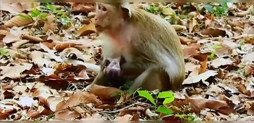 (Tổng hợp)The mother monkey's moment of inattentiveness made the baby monkey pay too high a price