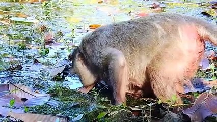 P-01.Baby monkey Vikki