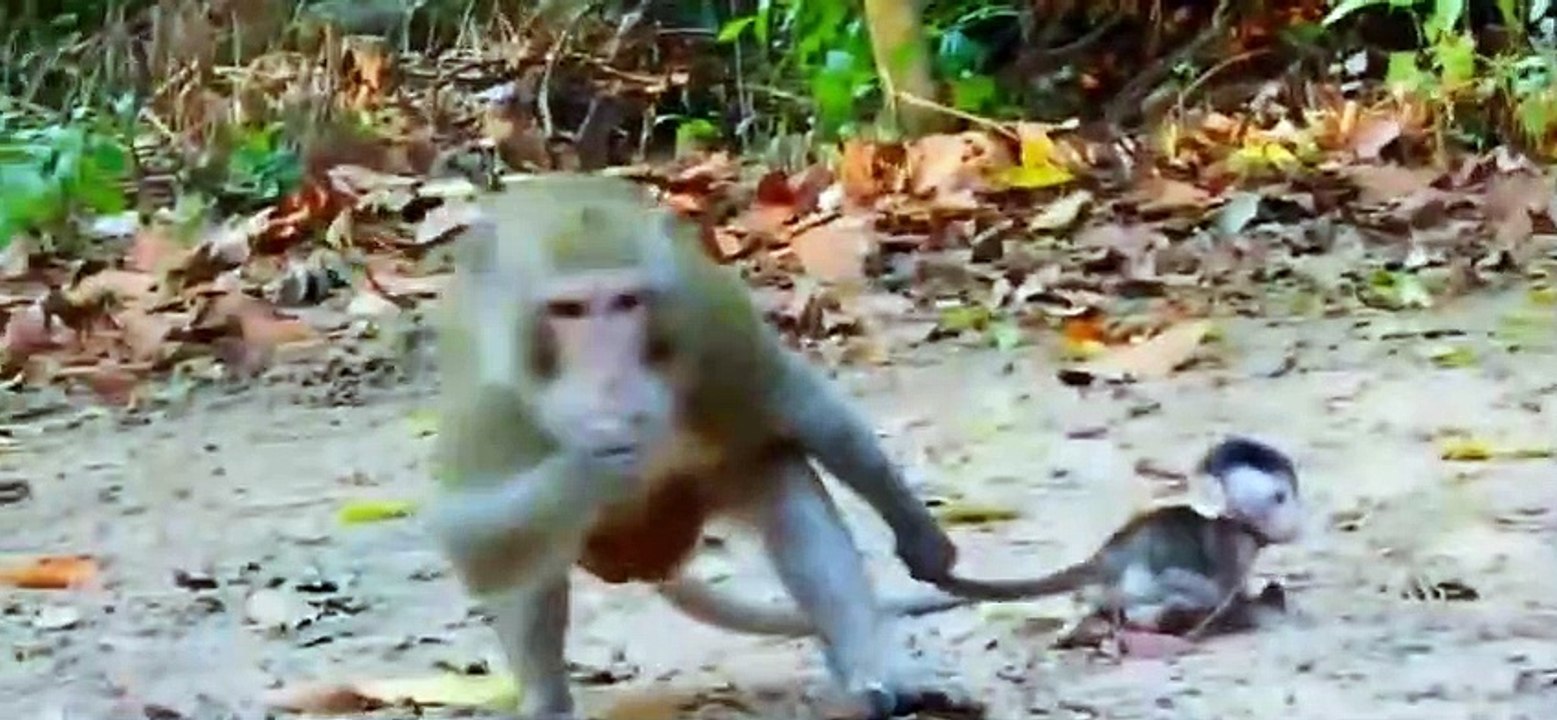 Mother monkey in breeding season...Khỉ mẹ tới mùa sinh sản mà khỉ con không chịu rời xa