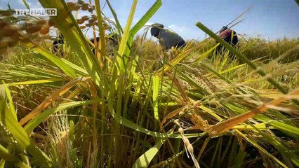 Karacadağ'ın eteğinde volkanik arazide pirinç hasadı