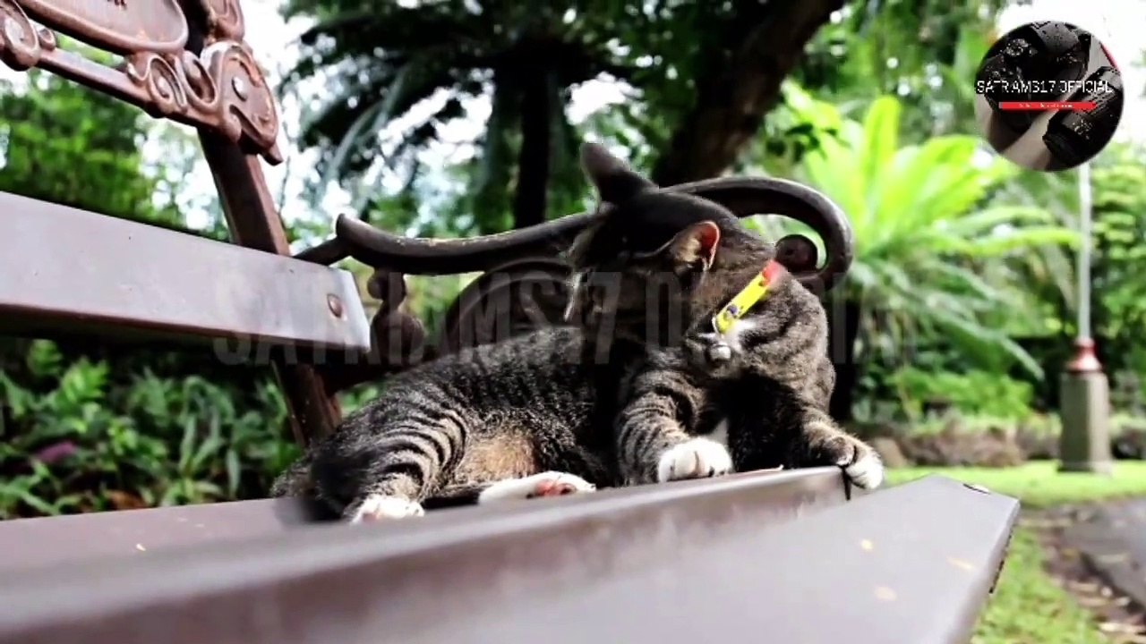 Interesting facts about cats that you should know