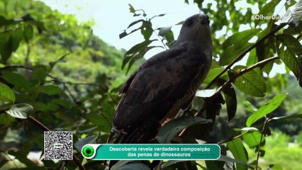 Descoberta revela verdadeira composição das penas de dinossauros