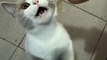 Baby Cats - Cute and Funny Cat Videos Compilation #60 | Aww Animals YouTube · Aww Animals