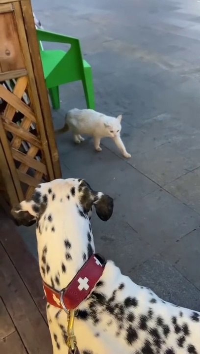 YOU LAUGH YOU LOSE! Funny Moments Of Cats Videos Compilation Cat
