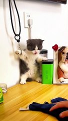 Try Not To Laugh Animals : 1 Hour of Funniest Cat Videos #1 | Funny