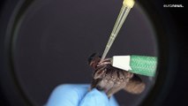 علماء برازيليون يعملون على تطوير مرهم من سم عنكبوت الموز لعلاج ضعف الانتصاب