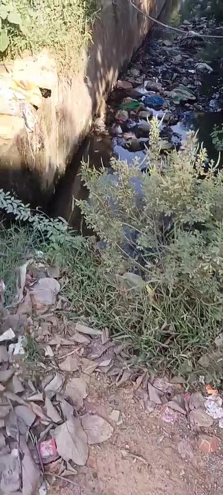 मच्छर बन रहे आफत, मेडिकल कॉलेज के विद्यार्थी बेहाल, देखें वीडियो...