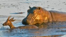 Hippo Eats Impala That was Chased by Lions
