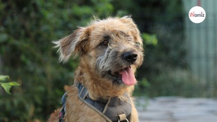 Récupéré par une association quand il avait 5 jours, ce chiot aimerait qu'une famille le remarque