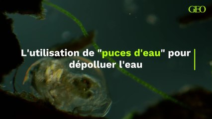 L'utilisation de "puces d'eau" pour dépolluer l'eau
