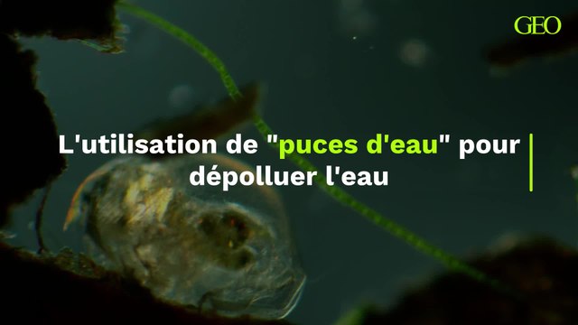 L'utilisation de puces d'eau pour dépolluer l'eau