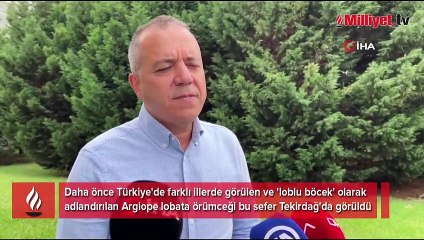 Afrika'dan geldi! Türkiye'de bir ilde daha görüldü, hızla yayılıyor